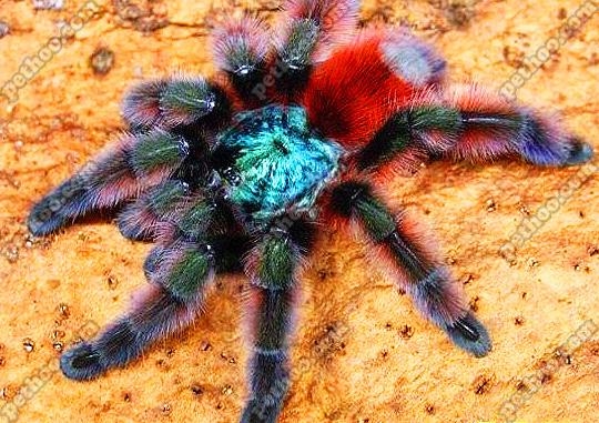 养蜘蛛蛇的人心里是什么感觉