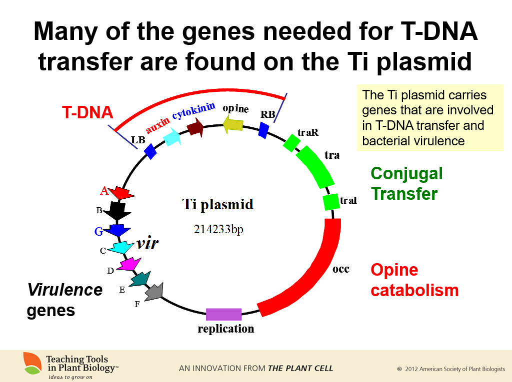 农杆菌转化法中,Ti质粒中的T-DNA是如何