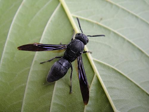 被一只全身黑色的苍蝇(连翅膀都是黑色的)咬了,该怎么办?