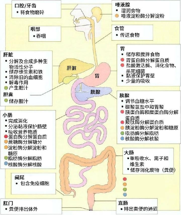 食物在人体内的消化吸收全过程- 知乎