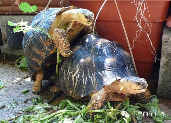 乌龟是如何交配的? - 知乎