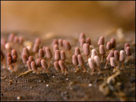国内如何获得多头绒泡菌(physarum polycephalum)可培养菌种? - 知乎