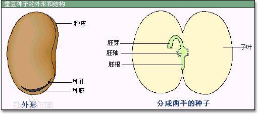 花生的结构图 解剖图图片