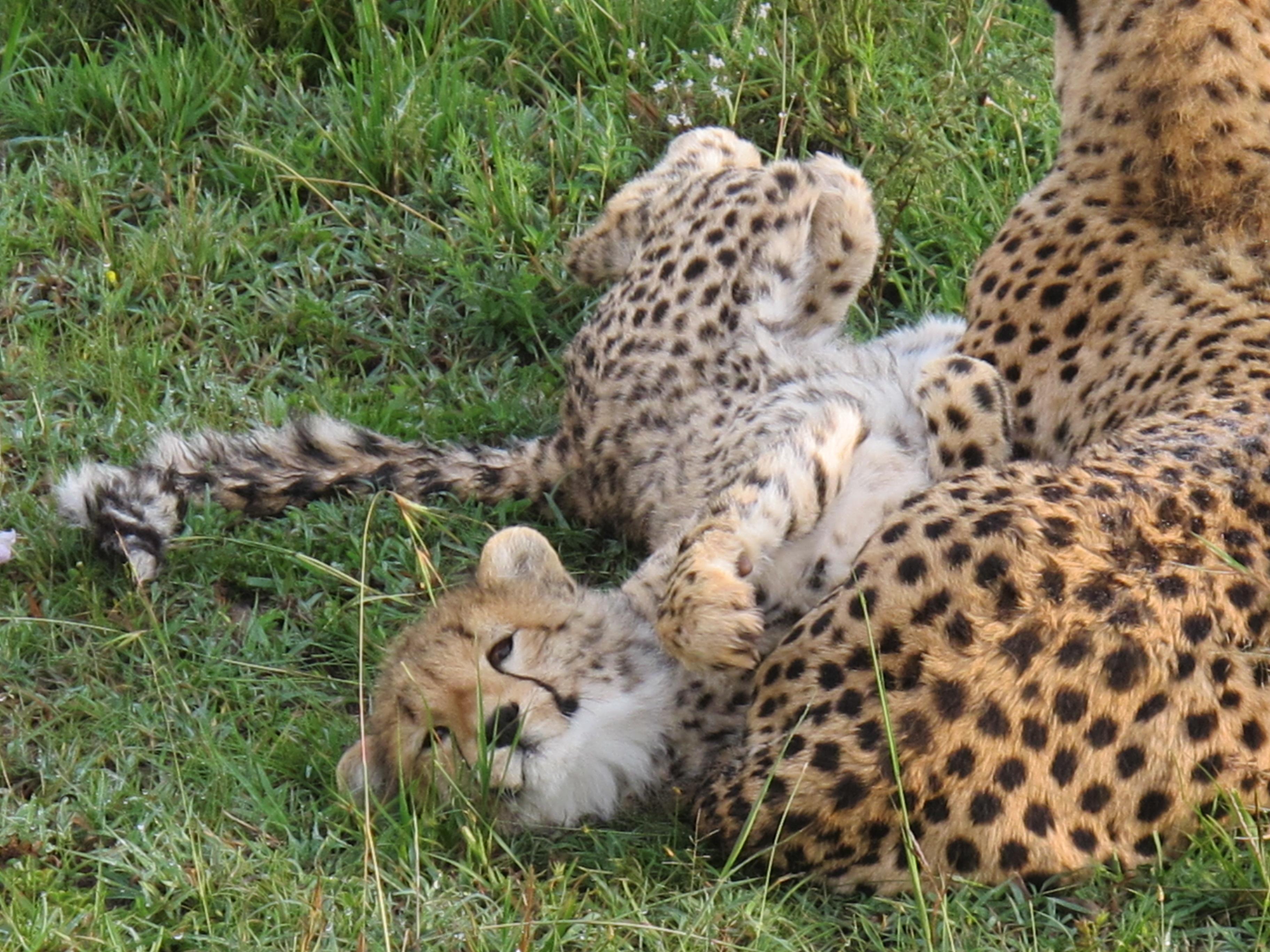 到非洲旅行带 8 岁小朋友同行有哪些需要注意的事项?
