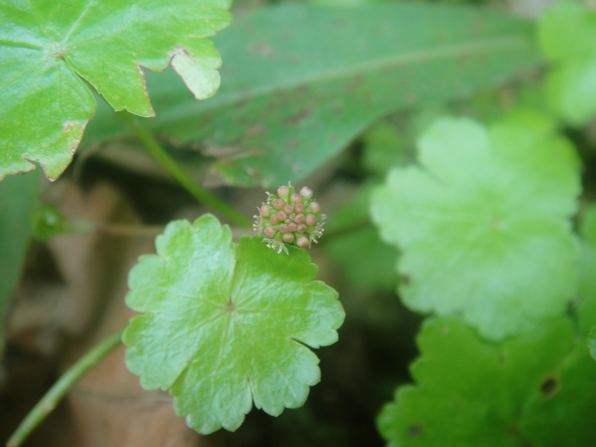 天蓝苜蓿天蓝绣球天胡荽的天蓝是什么意思