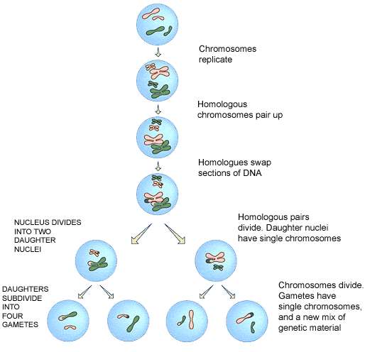 性染色体异常(如xxy型,xyy型)对个人性格的影响是什么?
