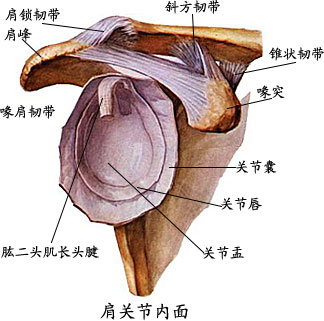 胳膊组织结构图图片