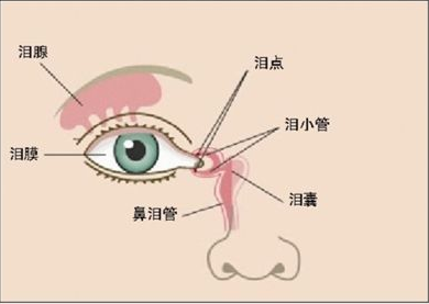 下眼睑翻出来内侧有个小窝,就在第一根下眼睫毛根部旁边,是什么?