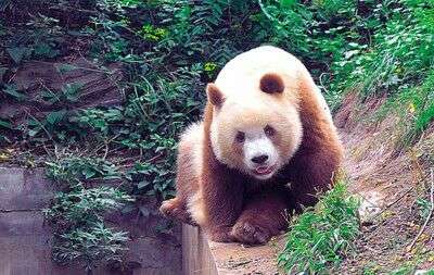 熊猫的花色好统一,没有例外吗? - 知乎