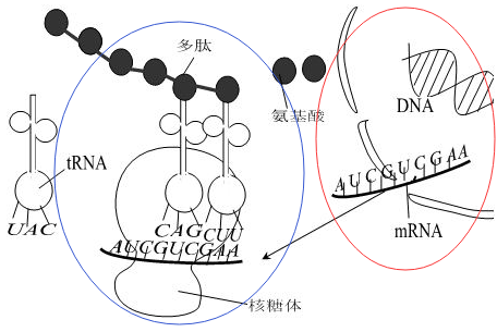 分为 转录(dna-rna,红圈)和翻译(rna-蛋白质,蓝圈)