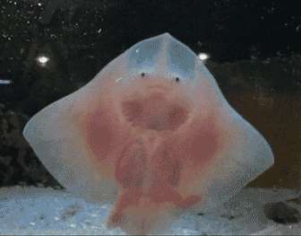 野生动物有哪些「动作」特别萌?