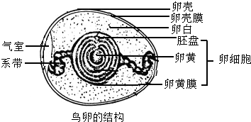 上面是一般鸟卵的结构示意图  外层卵壳膜和外层卵壳膜统称壳膜