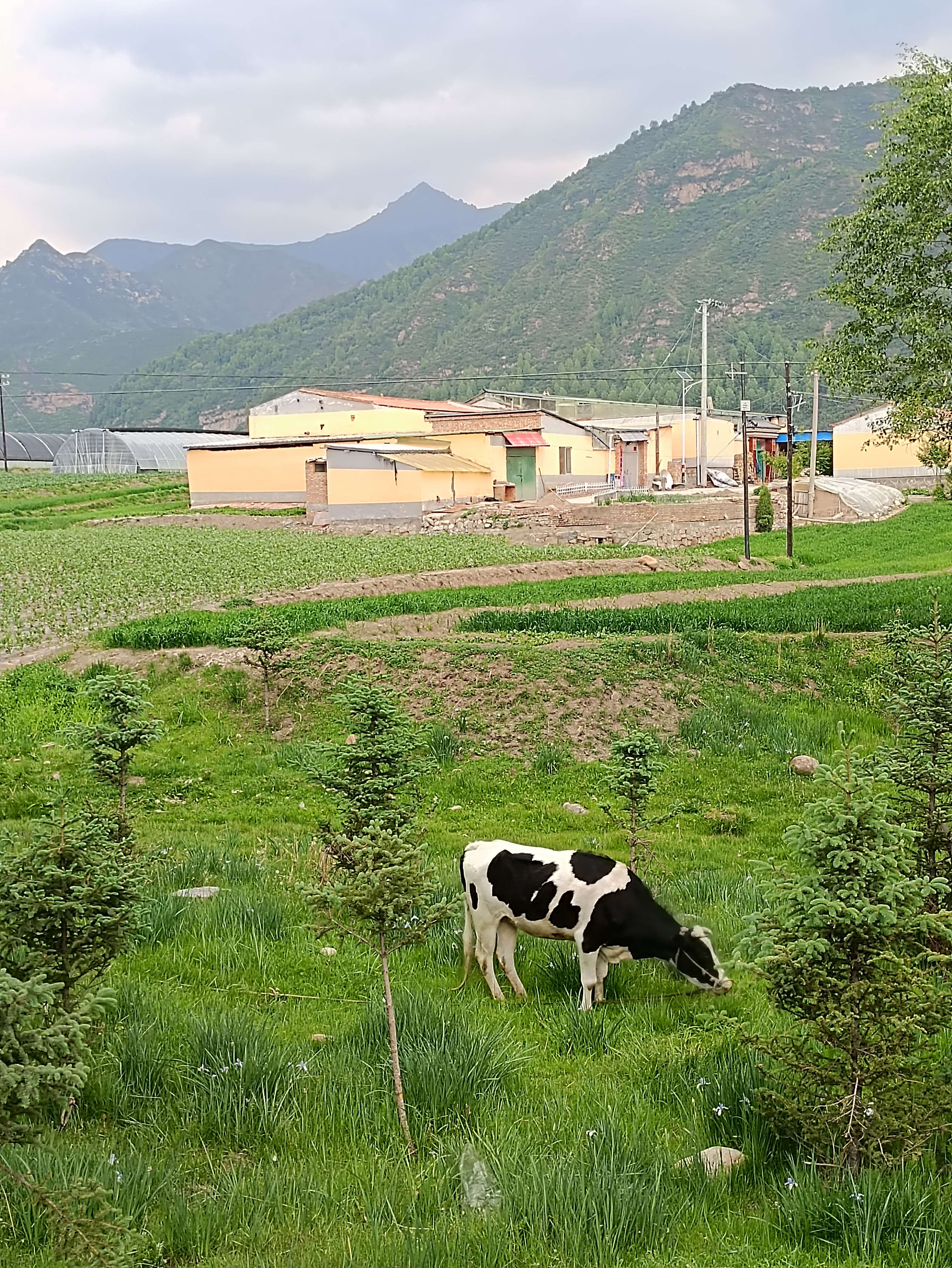 星月 的想法: 牛羊怡然自得 | 真的很不错的风景,牛羊… - 知乎