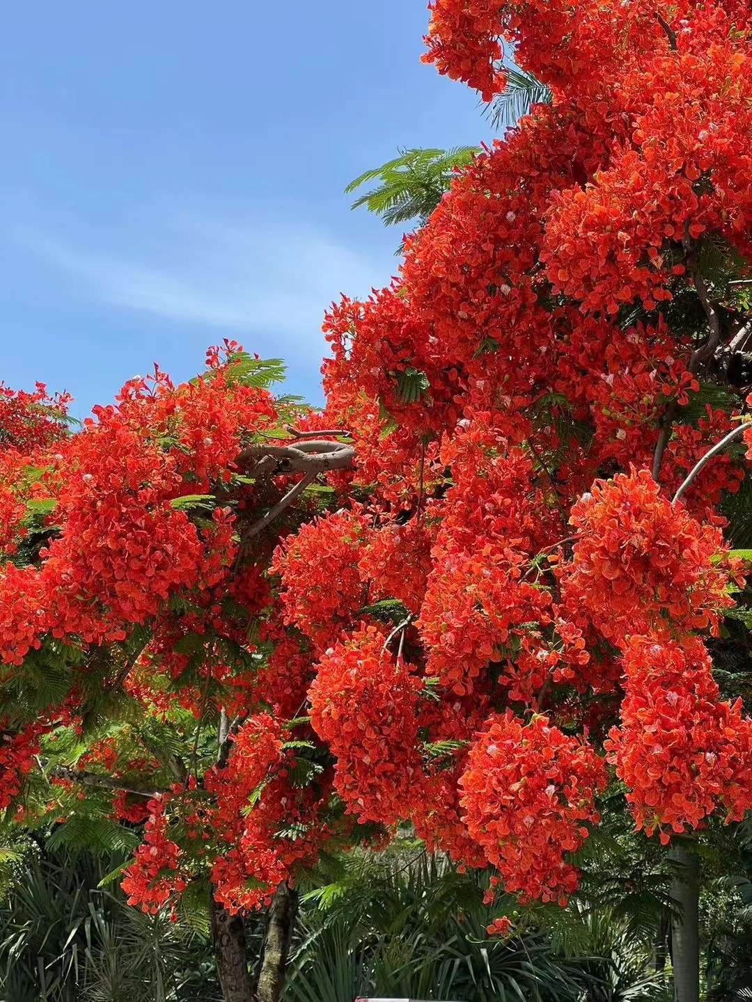 财神 的想法: 厦大凤凰花,全国独一份