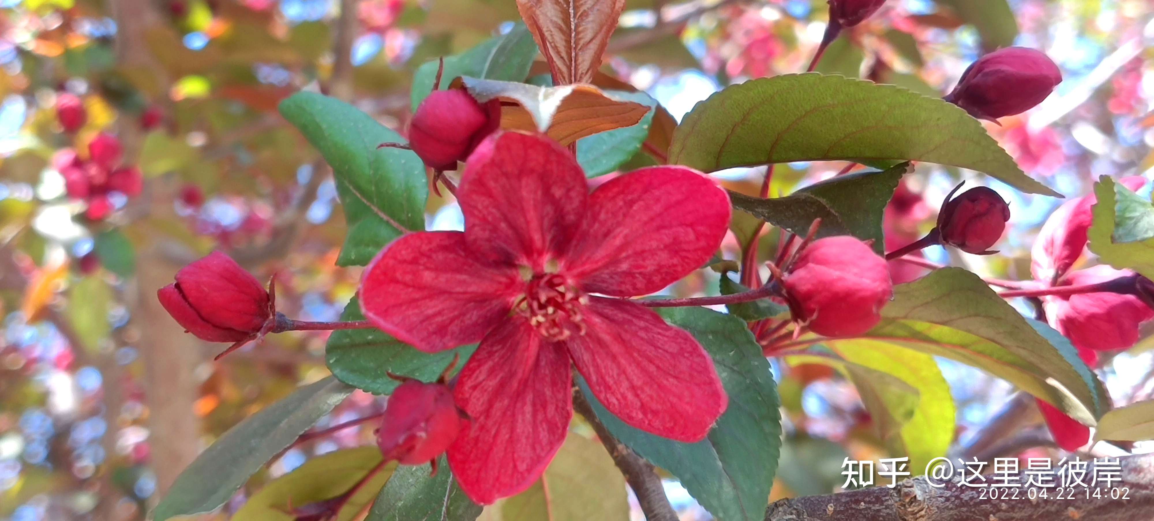 这里是彼岸 的想法: 热情似火,红艳艳的红丽海棠,你见过吗?… - 知乎