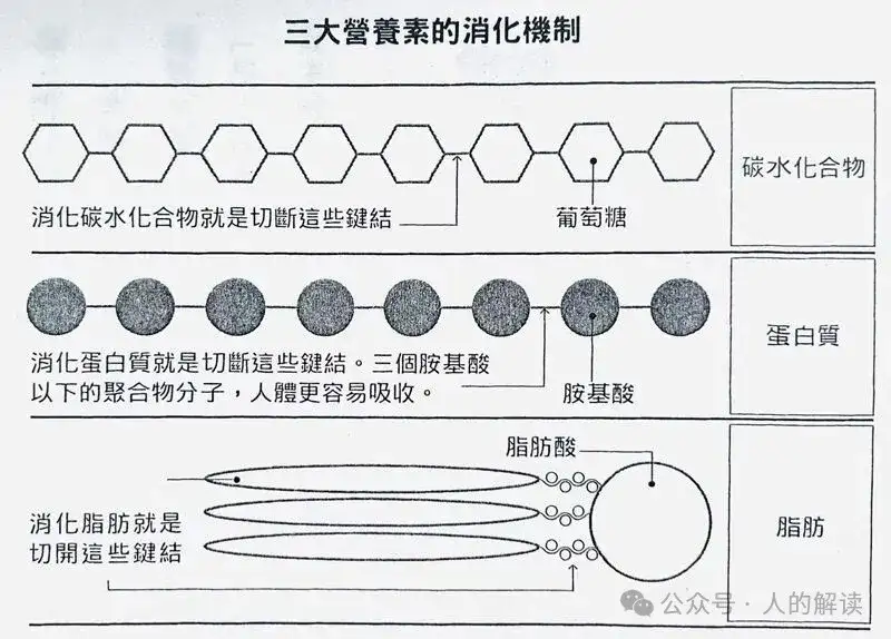 消化的奥秘，让能量更足的方法就这么简单-人的解读