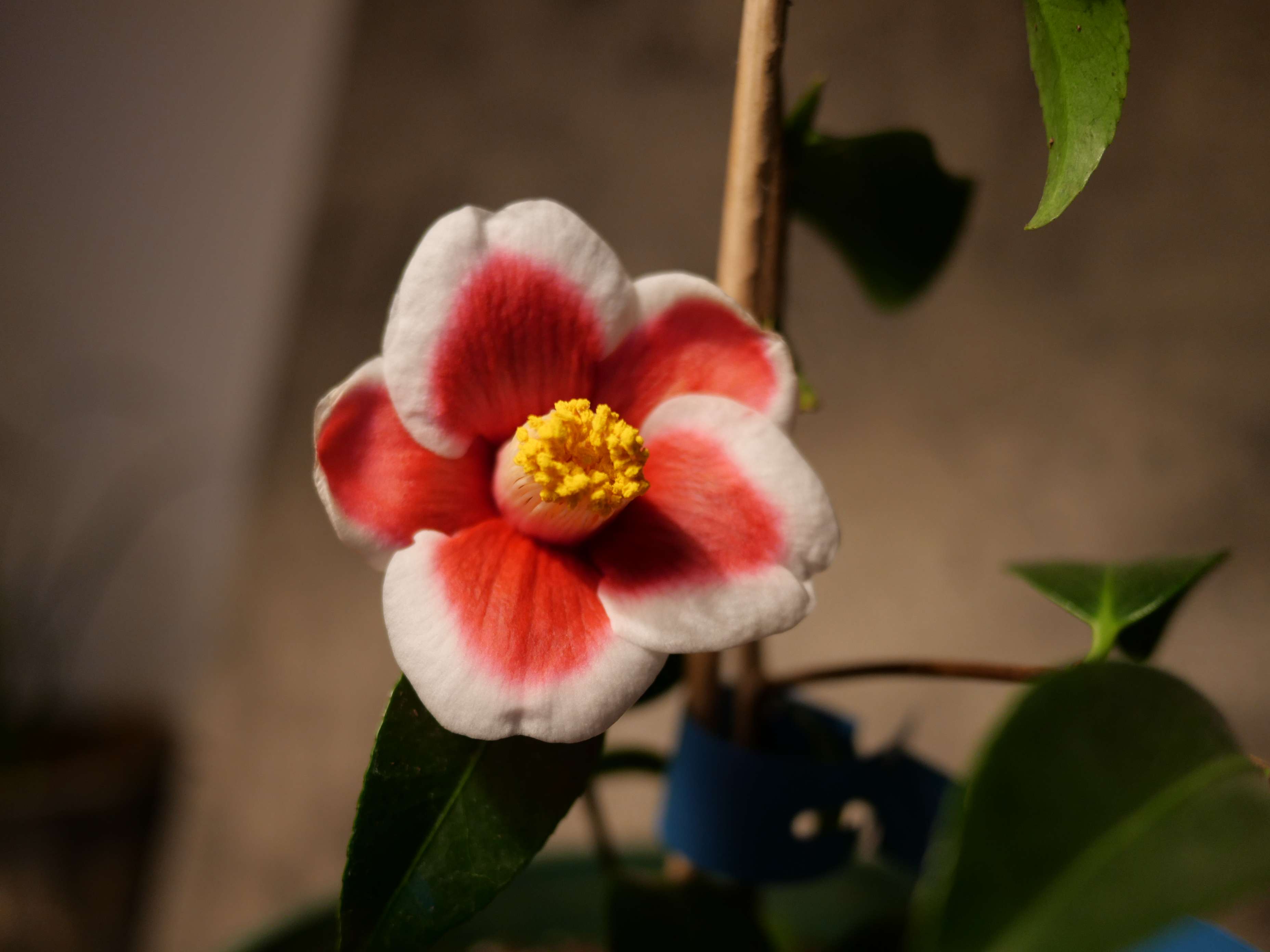 星仔233 的想法: #2020茶花季# 日本茶花-玉之浦 - 知乎