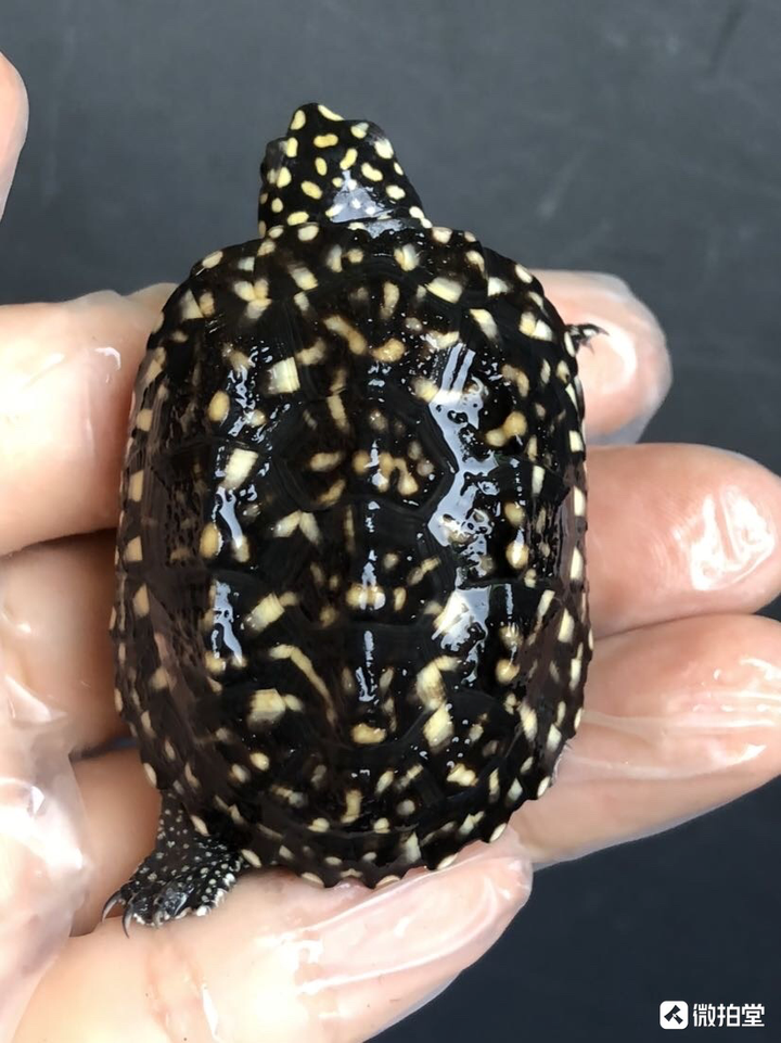 斑点池吧,现在价格崩了,大苗的价格就60-80块钱.