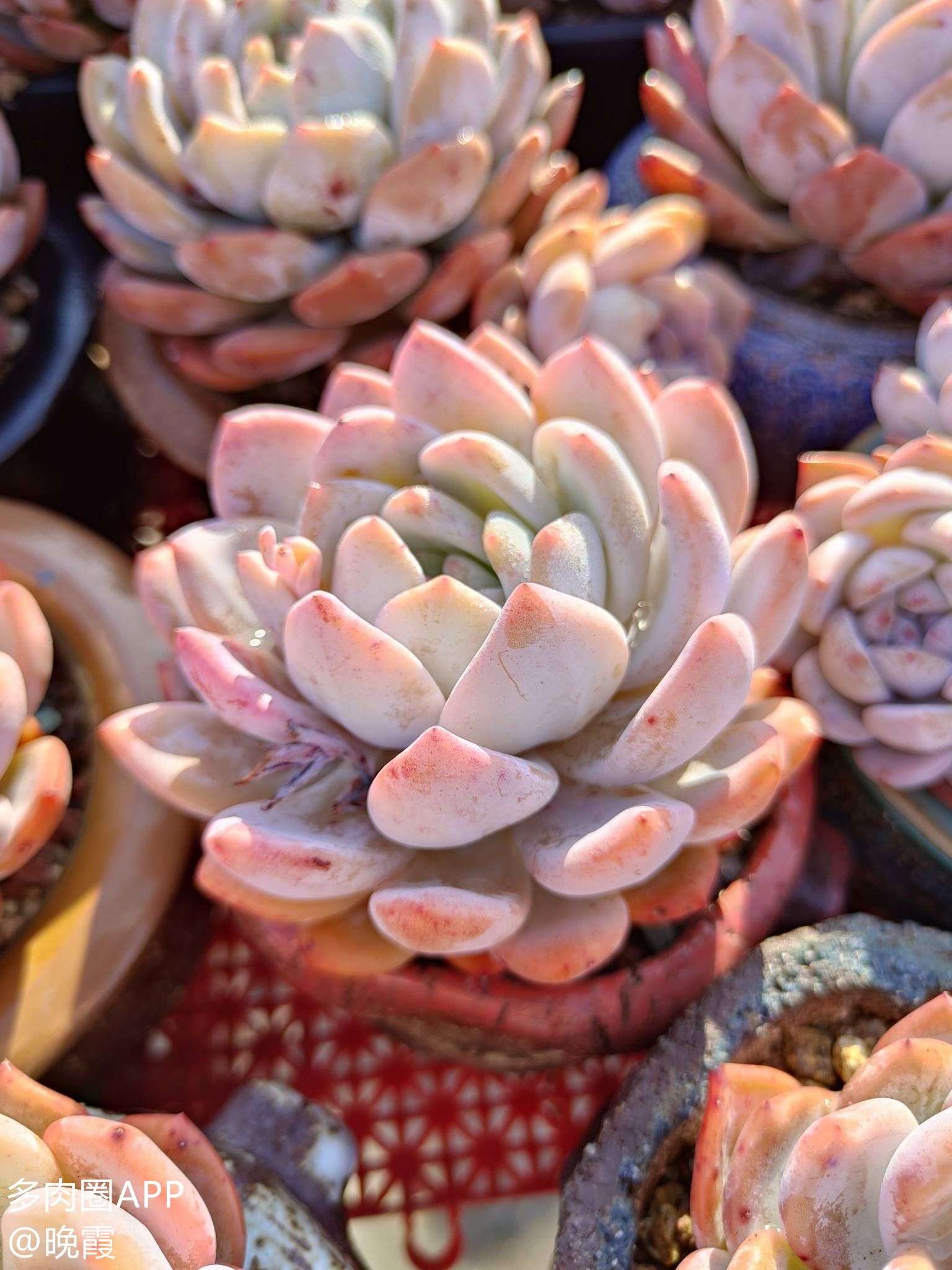 多肉圈app-筱薇 的想法: 夏天的橙梦露 文章来源:多肉圈app-多肉