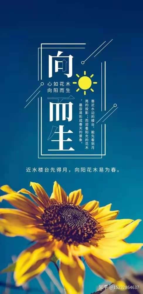 向阳花花语图片大全图片