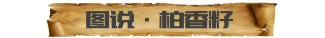 挑选百香籽(柏香籽)有哪些注意事项,如何辨别真伪?-第1张图片-阔酒网 挑选百香籽(柏香籽)有哪些注意事项,如何辨别真伪?-第1张图片-阔酒网