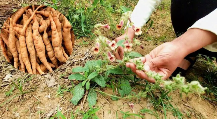 图片[1]-很多人不知道的农村种植项目，一亩地能挣7-8万！想赚钱快看看！-就爱副业网