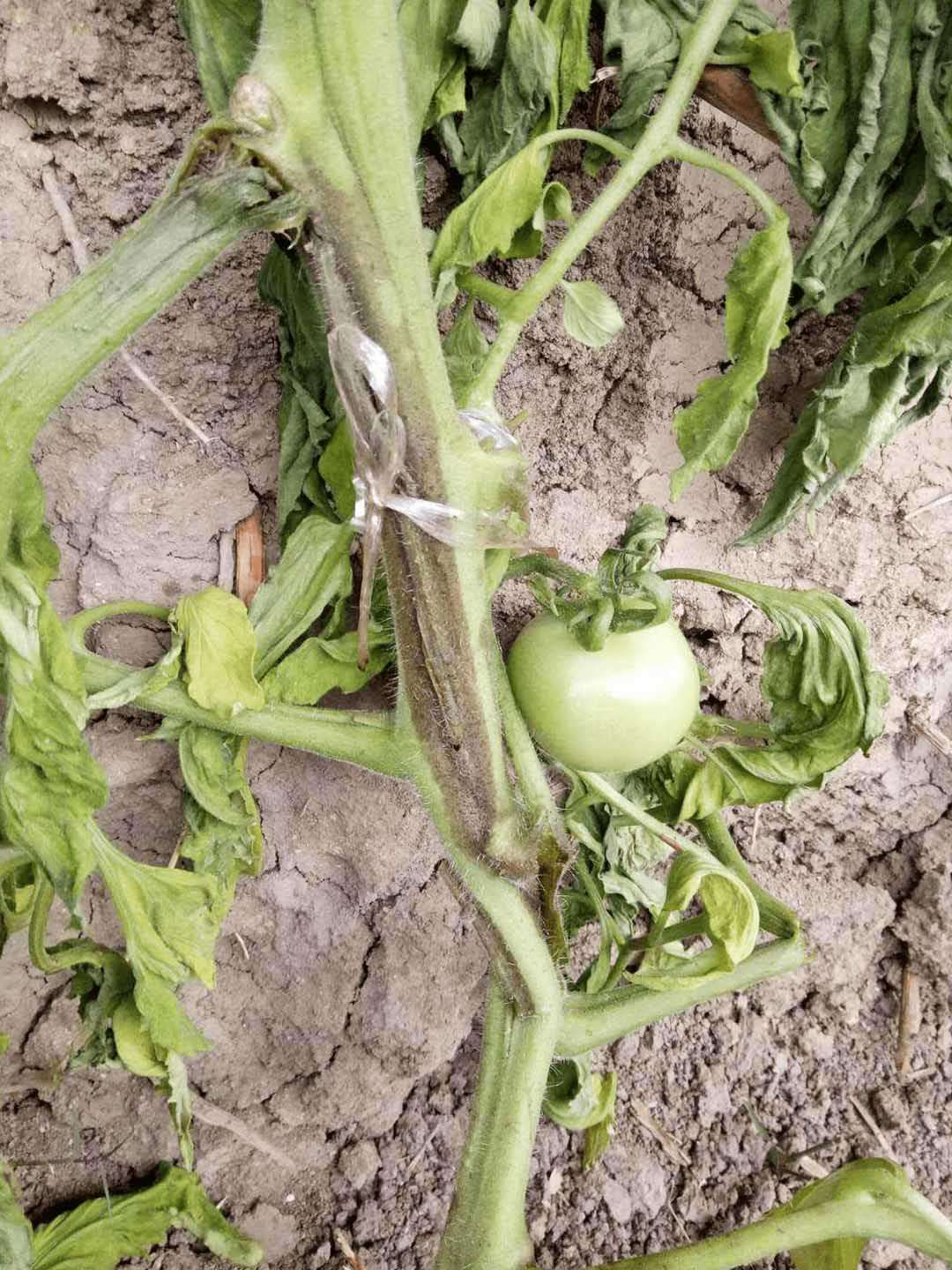 天宝特色农技服务 的想法: 西红柿茎部黑褐色,是什么病害,有效配方