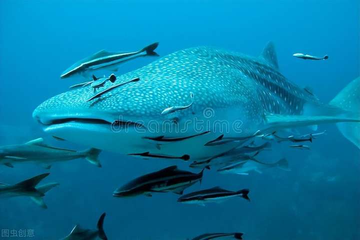 最大的鱼叫什么？10000米恐怖深海鱼图片