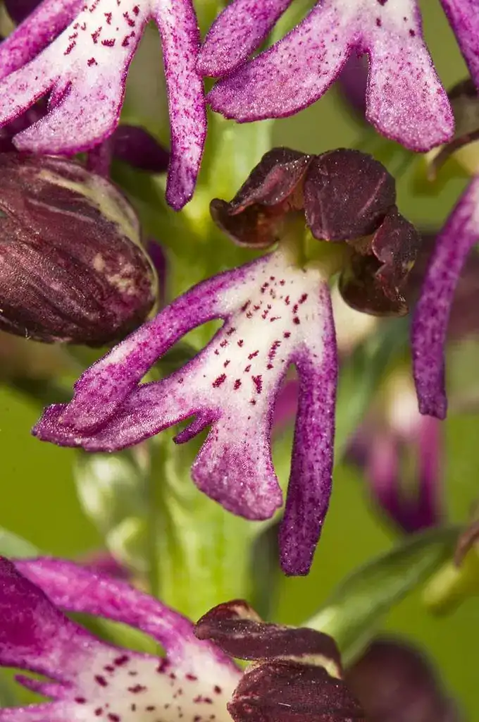 医疗器械咨询 的想法: 意大利红门兰(学名:orchis italica poi