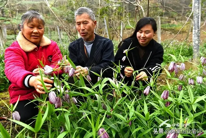 农村种植好项目推荐，农村暴利种植项目有哪些