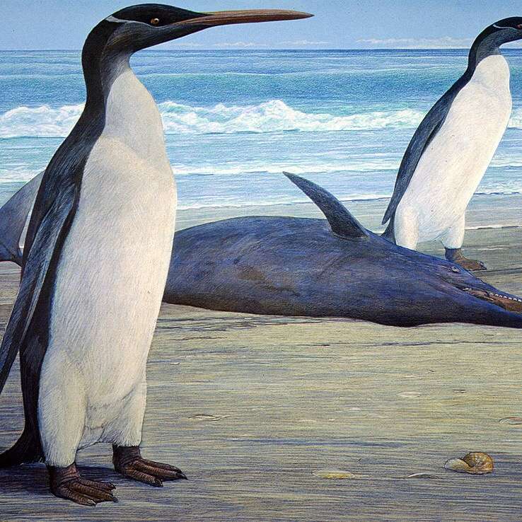 阿尔萨斯肉丸 的想法: 「最早的企鹅——威马努企鹅waimanu」 生… - 