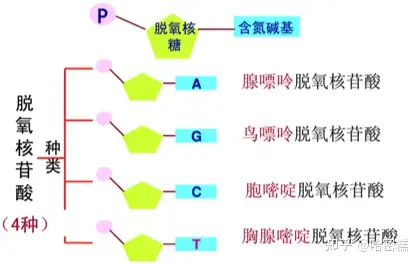 脱氧核糖和核糖到底是什么?脱氧核苷酸和核糖核苷酸又是什么?