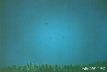 哲罗鲑最大能有多大？喀纳斯湖124米巨型哲罗鲑