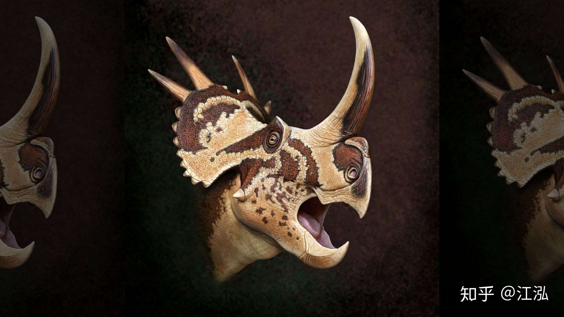 2020新角龙星角龙stellasaurus