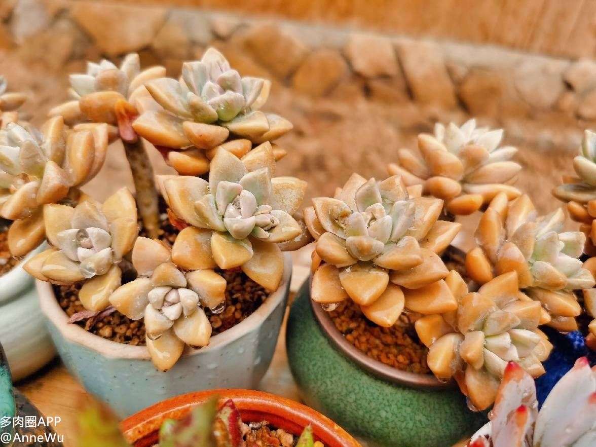 多肉圈app-筱薇 的想法: 淡雪,也叫韩彩莲 因为喜欢一个品种而一