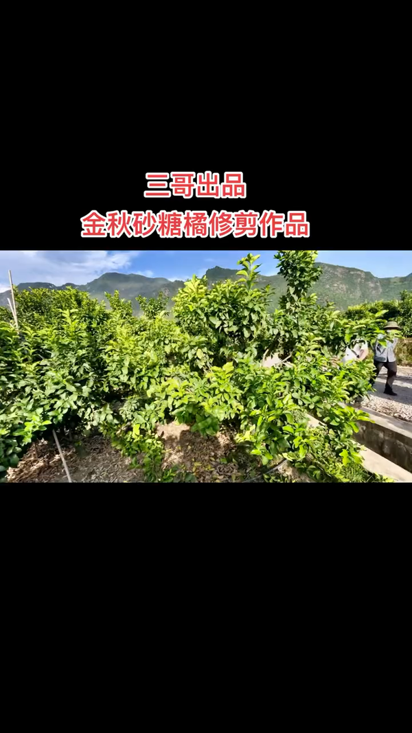 良橙驾到 的想法: 新果农吴老三一杆三枝修剪老师云南行 | … - 知乎