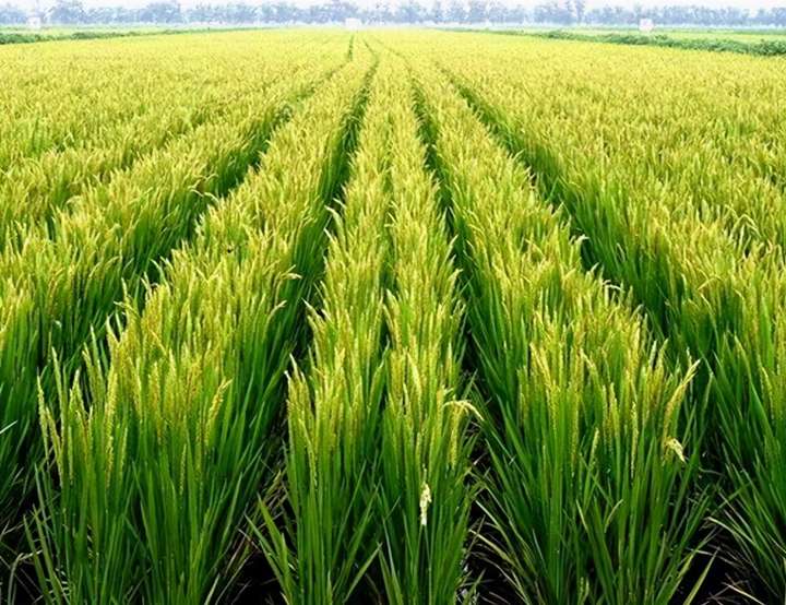 水稻种植的六个过程图 二年级小学生水稻种植过程