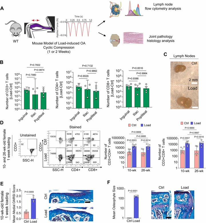 關節機械負荷調節淋巴結中的 T 細胞以調控骨關節炎