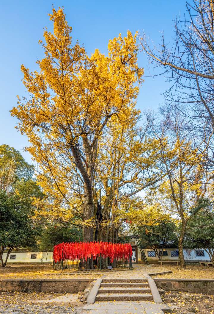 杭州出台古树名木保护管理办法，让每一棵古树都枝繁叶茂