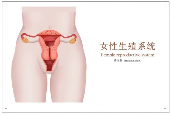 东莞康兴医院专家解读：女性私密保养全攻略，分阶段呵护女性健康!