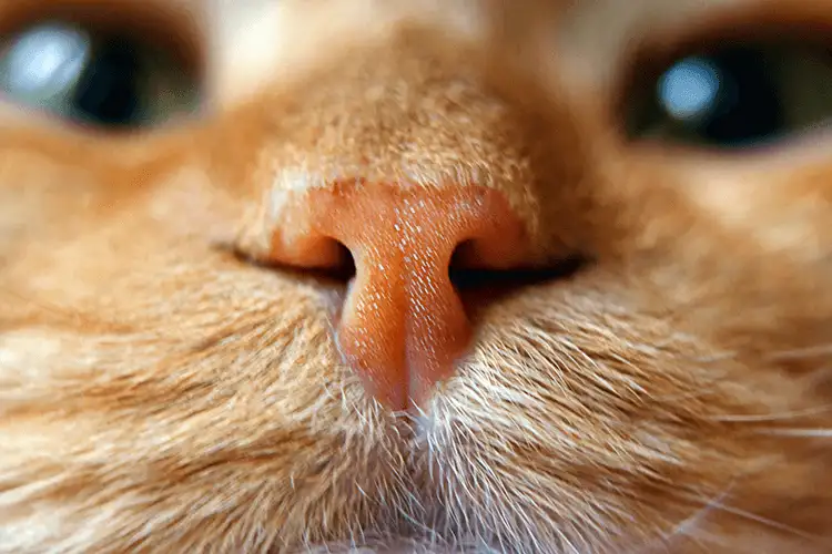 猫咪为什么爱趴在主人的鞋子里？