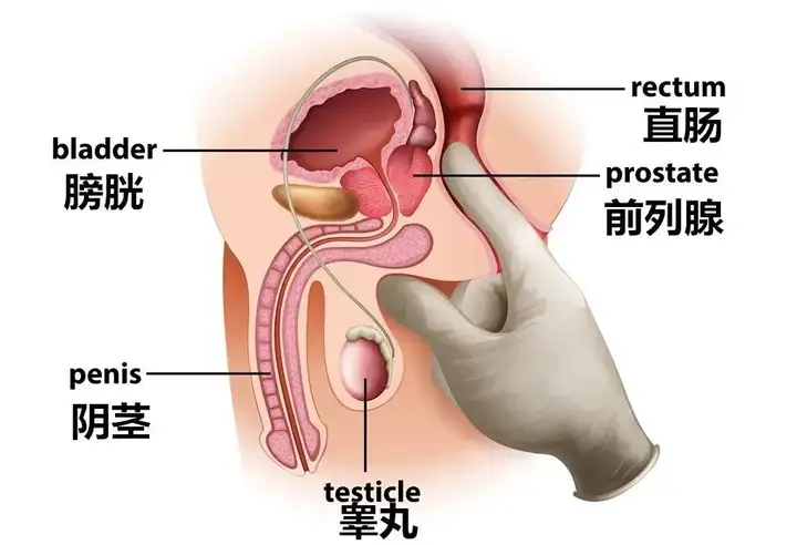 粒姊色常见它痴轴上(图1)