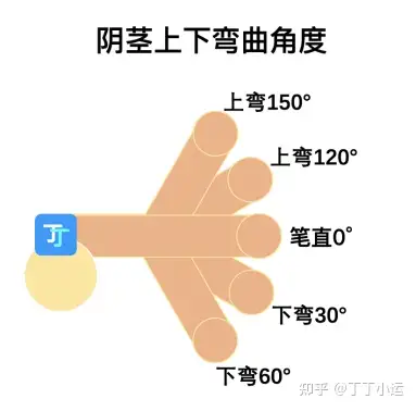男朋友丁丁向下弯正常么影响使用么