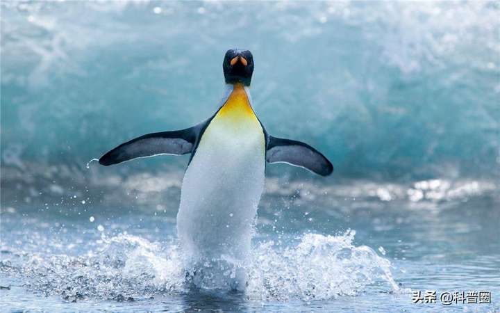 大多数企鹅生活在哪里（企鹅在南极还是北极）
