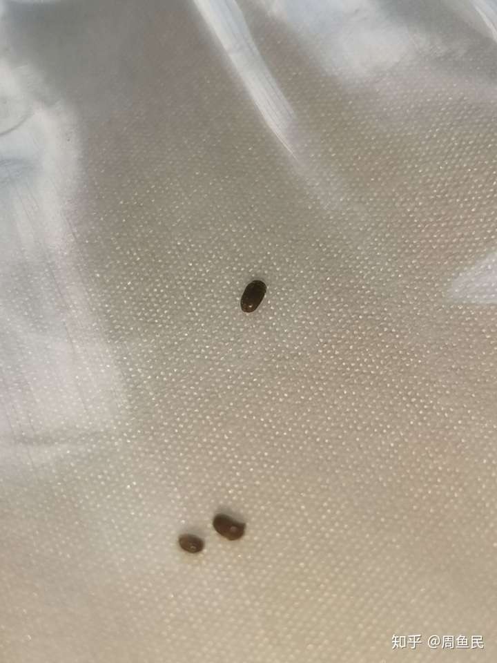 家里最近出现了很多芝麻粒大小棕褐色的小甲虫,谁知道这是什么虫子啊?