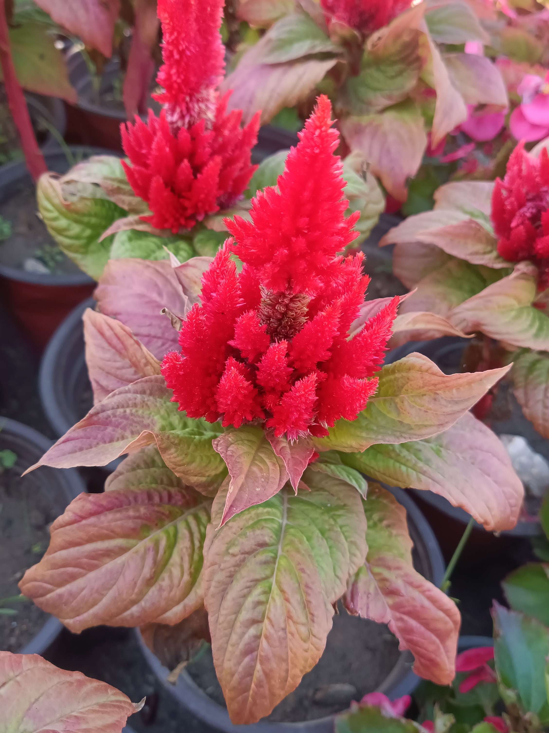 这里是彼岸 的想法: 穗冠花 穗冠是鸡冠花的一种 - 知乎