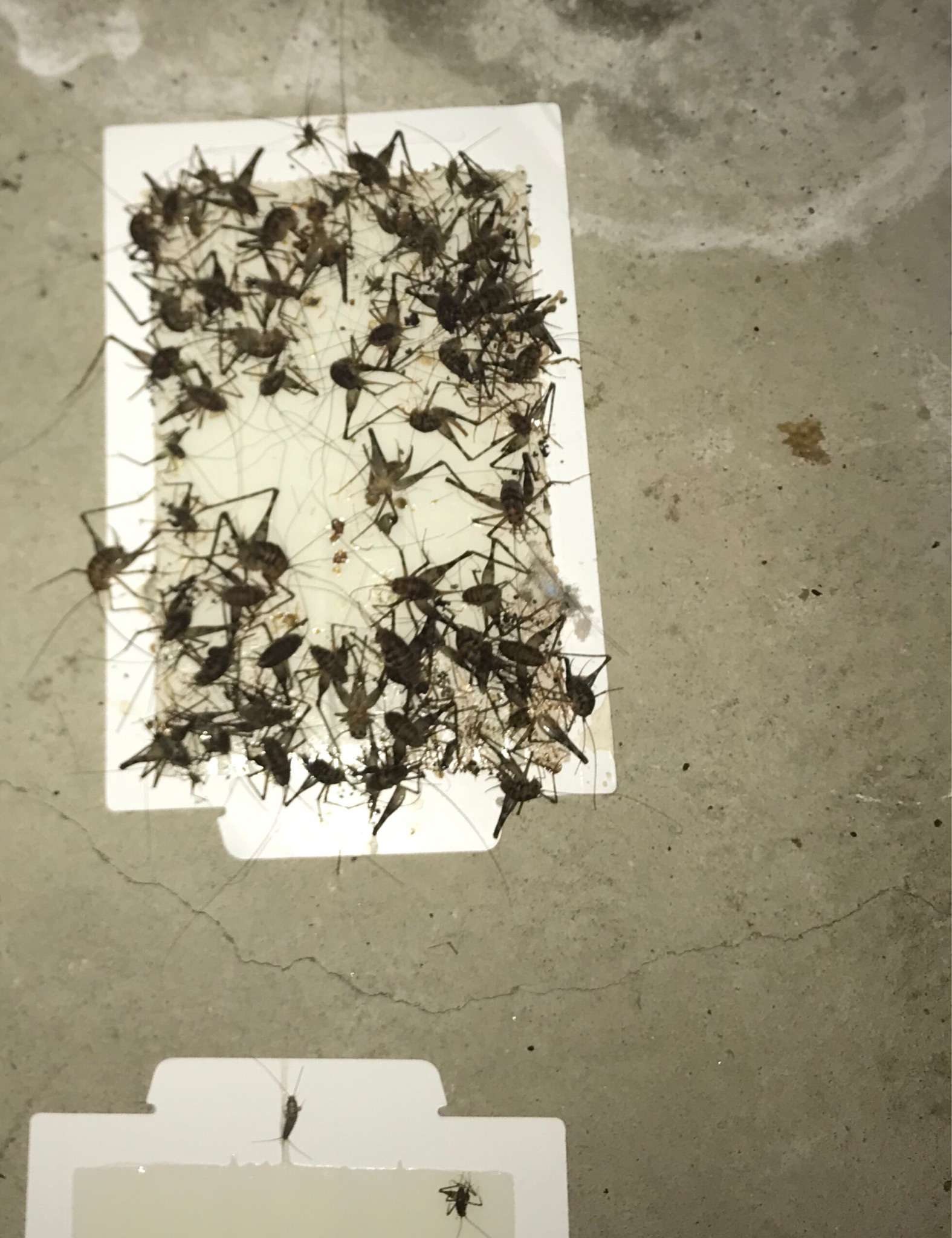 王尔东 的想法: 蛛丝马迹的马是什么动物?灶马!家里来了… - 知乎