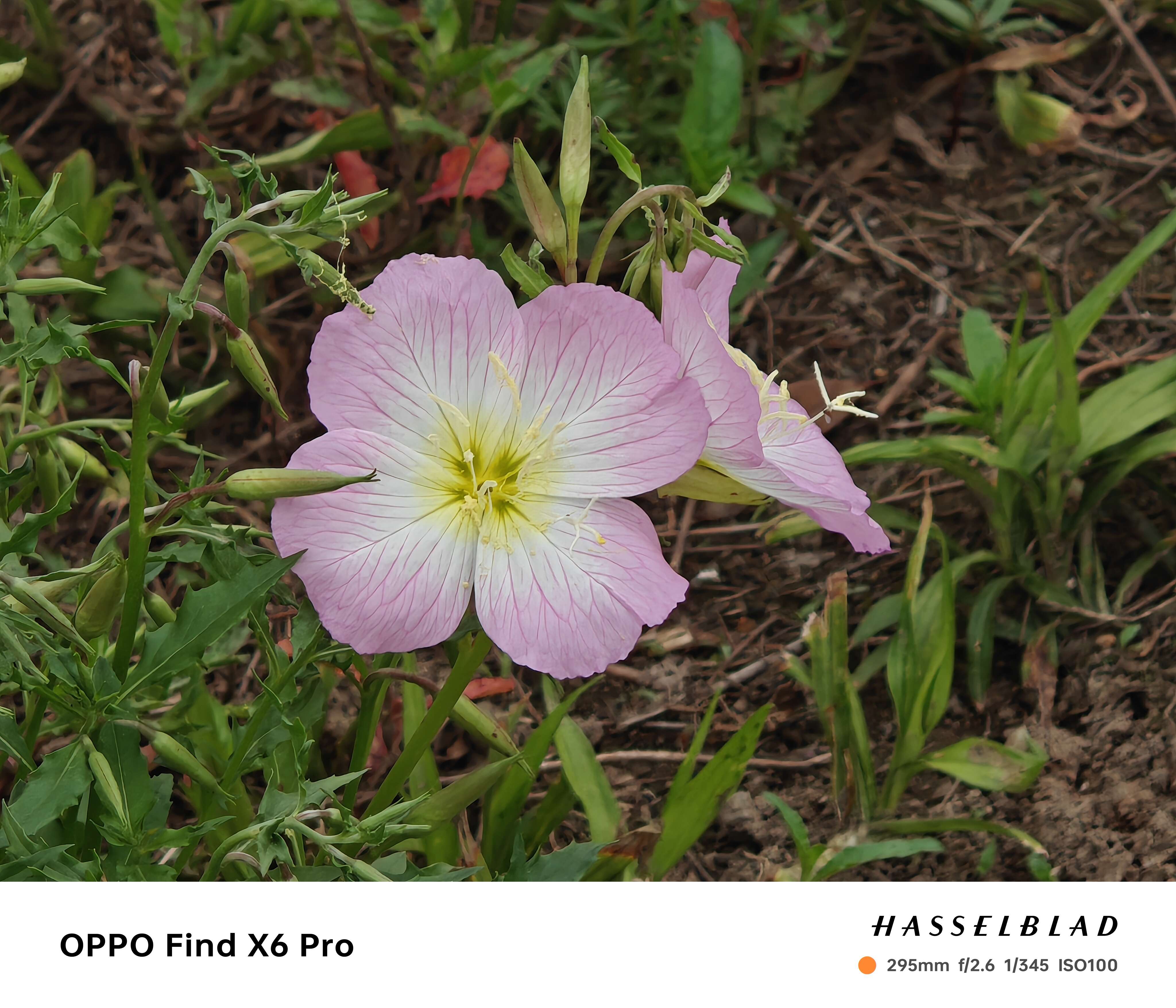 择城测评 的想法: find x6与mate x3长焦对比 | oppo find x… - 知乎