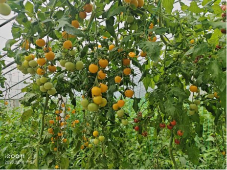 “AI二氧化碳农业系统”助力大棚农业高质量发展重塑绿色经济(图6)