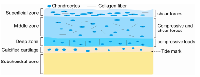 機械信號轉導:流體剪切力在骨關節炎發展中的關鍵作用 機械信號轉導:流體剪切力在骨關節炎發展中的關鍵作用